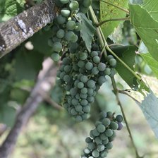 Схема вышивки «Виноград»