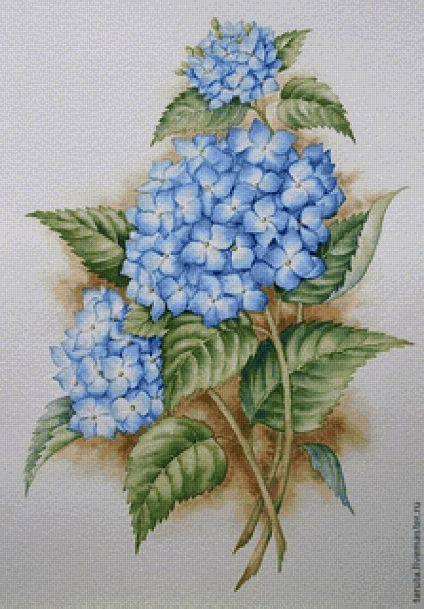 Голубая гортензия - гортензия, цветы - предпросмотр