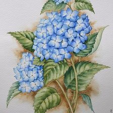 Голубая гортензия