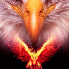 Схема вышивки «Белоголовый орлан»