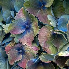 подушка гортензия