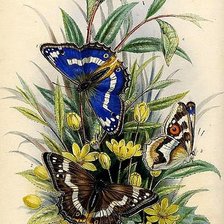 Схема вышивки «бабочки»