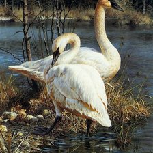 Схема вышивки «Пара лебедей»