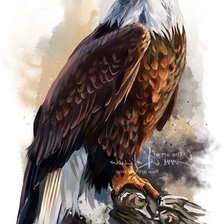 Белоголовый орлан