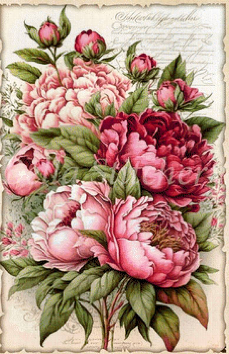 Винтажные пионы - винтаж, пионы, цветы - предпросмотр