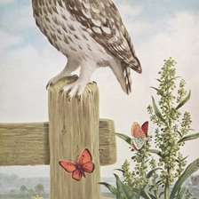 Схема вышивки «Сова»