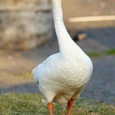 Схема вышивки «Гусь»