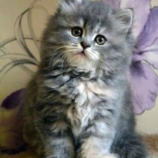 Схема вышивки «Котёнок»