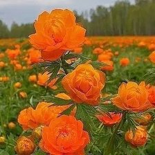 Лето. Море цветов