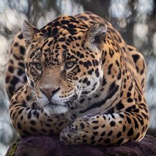 Схема вышивки «б.кошка, леопард»