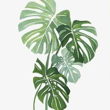 Схема вышивки «Монстера»