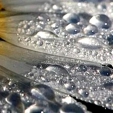 Схема вышивки «Капли на лепестках»