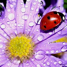 Схема вышивки «Коровка на цветке»