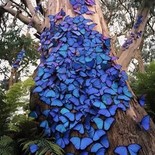 Схема вышивки «Бабочки Морфо»