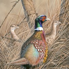 Схема вышивки «№2684462»