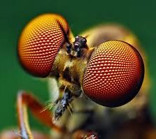 Схема вышивки «стрекоза»