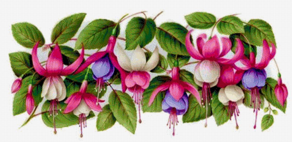 Фуксия - фуксия, цветы - предпросмотр