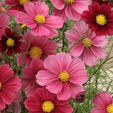 Схема вышивки «Космея»