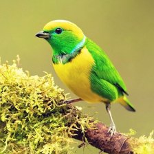 Схема вышивки «№2685695»