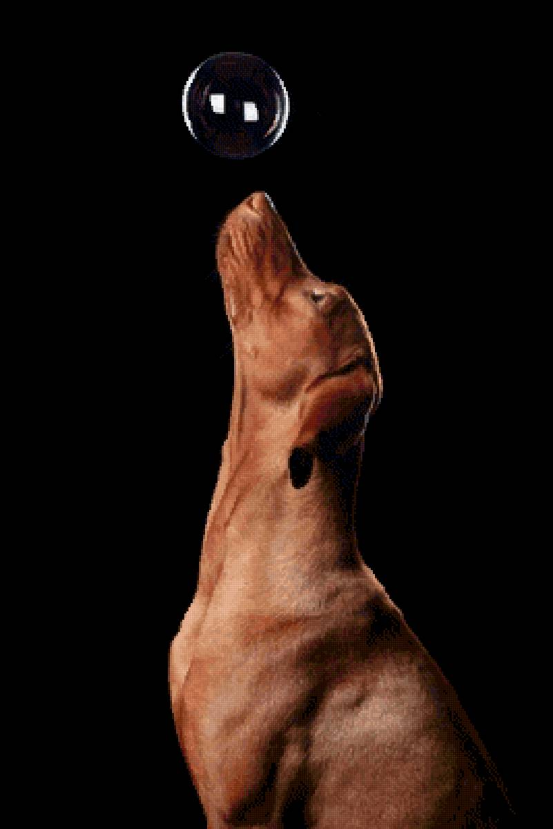 Рыжик - пес, рыжий пес, мыльный пузырь - предпросмотр