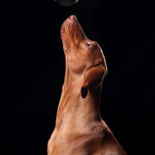 Схема вышивки «Рыжик»