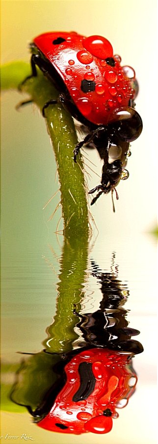 Отражение - оригинал