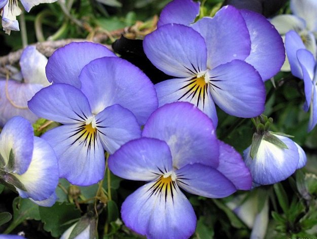 Фиалка -виола - оригинал