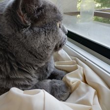 Схема вышивки «КОТ»