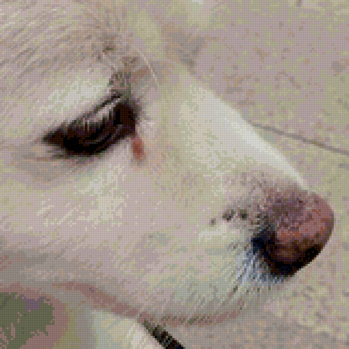 ПЕС - собака, сенька, пес - предпросмотр