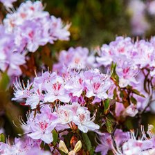 Схема вышивки «№2687698»