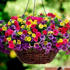 Схема вышивки «Калибрахоа1»