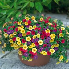 Схема вышивки «Калибрахоа2»