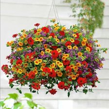 Схема вышивки «Калибрахоа3»