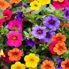 Схема вышивки «Калибрахоа4»