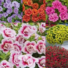 Схема вышивки «Калибрахоа5»