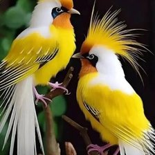 Схема вышивки «Райские птицы»