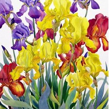 ирисы