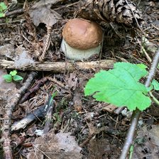 Схема вышивки «Белый гриб»