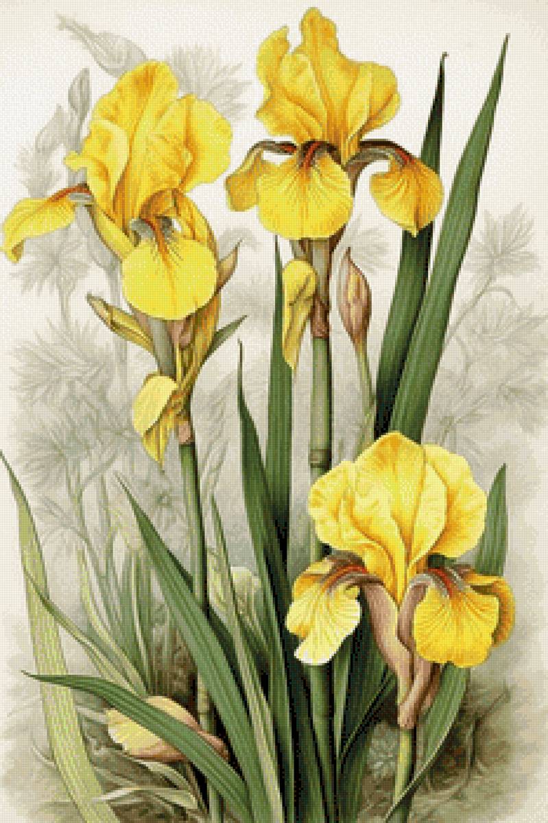 Желтые ирисы - ирисы, цветы - предпросмотр