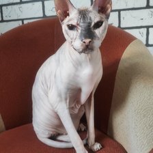 Схема вышивки «Сфинкс донской»