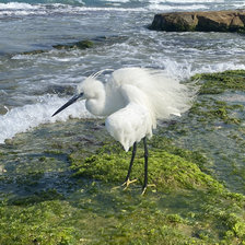 Схема вышивки «Цапля»