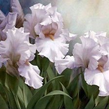 Схема вышивки «Белые ирисы»
