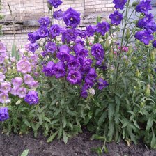 Схема вышивки «Колокольчики»