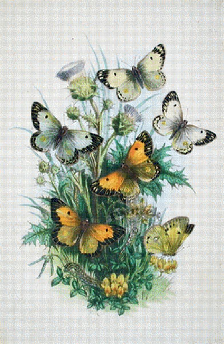 Бабочки - бабочка на цветах - предпросмотр