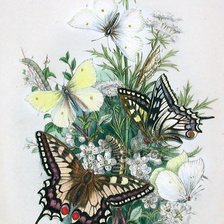 Схема вышивки «Бабочки»