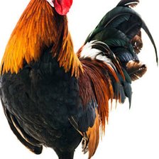 Схема вышивки «Петух 🐓»