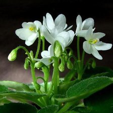 Схема вышивки «№2690147»