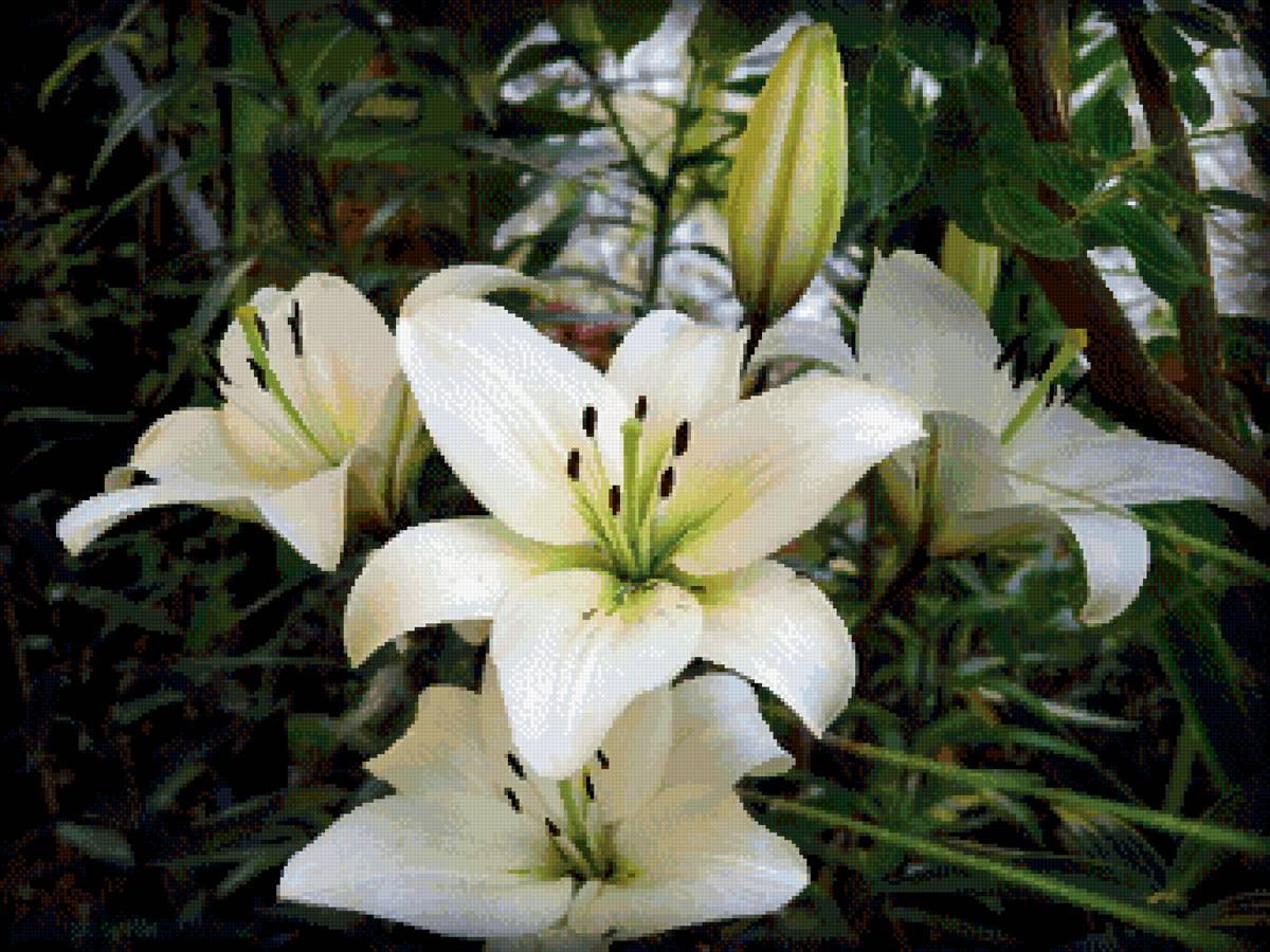 №2691848 - цветы, флора, природа - предпросмотр