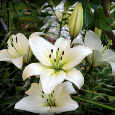 Схема вышивки «№2691848»