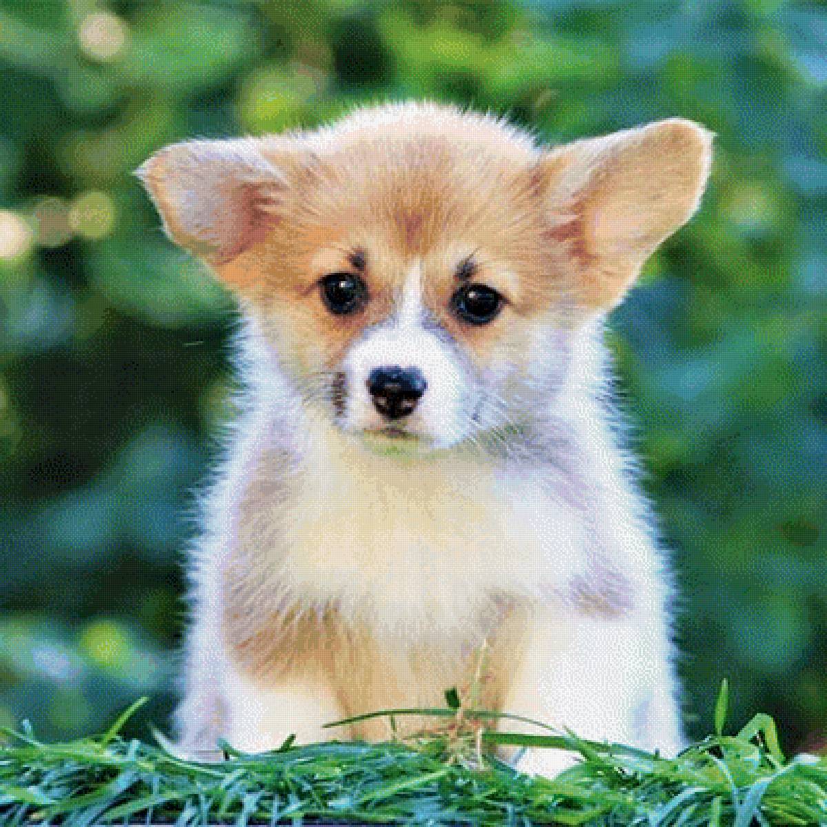 Корги♥️ - корги, вышивка, милота, собачки - предпросмотр